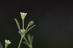 Curits' spurge