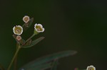 Curits' spurge