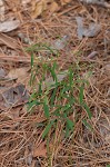 Curits' spurge