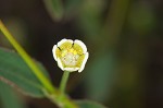 Curits' spurge