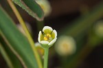 Curits' spurge