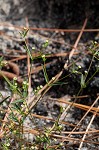 Curits' spurge