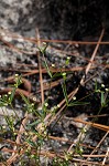 Curits' spurge