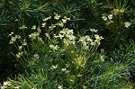 Cypress spurge