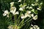 Cypress spurge