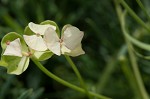 Cypress spurge