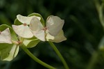 Cypress spurge