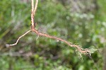 Cypress spurge