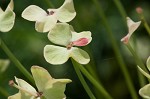 Cypress spurge