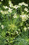 Cypress spurge