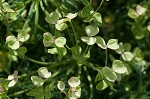 Cypress spurge