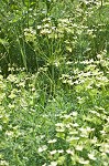 Cypress spurge