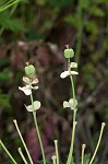 Cypress spurge