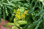 Cypress spurge