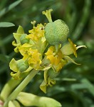 Cypress spurge