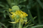 Cypress spurge