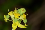 Cypress spurge