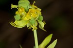 Cypress spurge