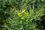 Cypress spurge