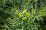 Cypress spurge