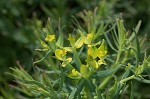 Cypress spurge