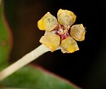 Greater Florida spurge