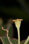 Greater Florida spurge