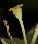 Greater Florida spurge