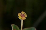 Greater Florida spurge