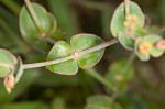 Greater Florida spurge