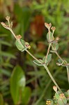 Greater Florida spurge