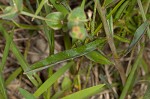 Greater Florida spurge