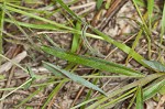 Greater Florida spurge