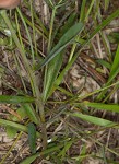 Greater Florida spurge