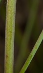 Greater Florida spurge