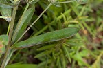 Greater Florida spurge