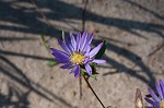 Southern pine aster