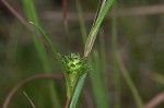 Southern pine aster