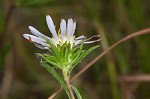 Southern pine aster