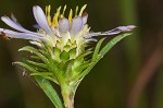 Southern pine aster