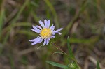 Southern pine aster