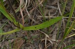 Southern pine aster