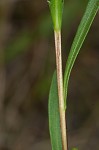 Southern pine aster