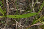 Southern pine aster