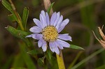 Southern pine aster