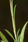 Southern pine aster