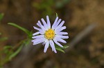 Southern pine aster