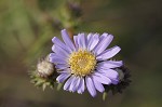 Southern pine aster