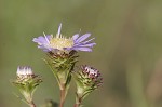 Southern pine aster