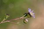 Southern pine aster